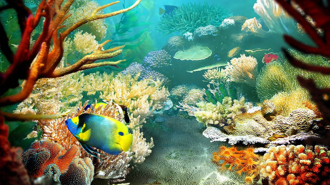 1280X720 Fish Wallpaper and Background