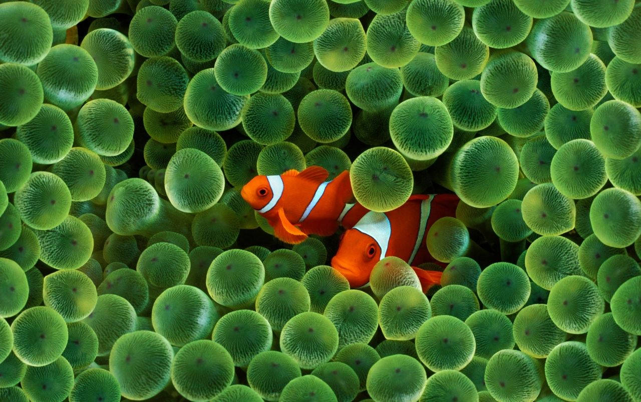 1280X804 Fish Wallpaper and Background