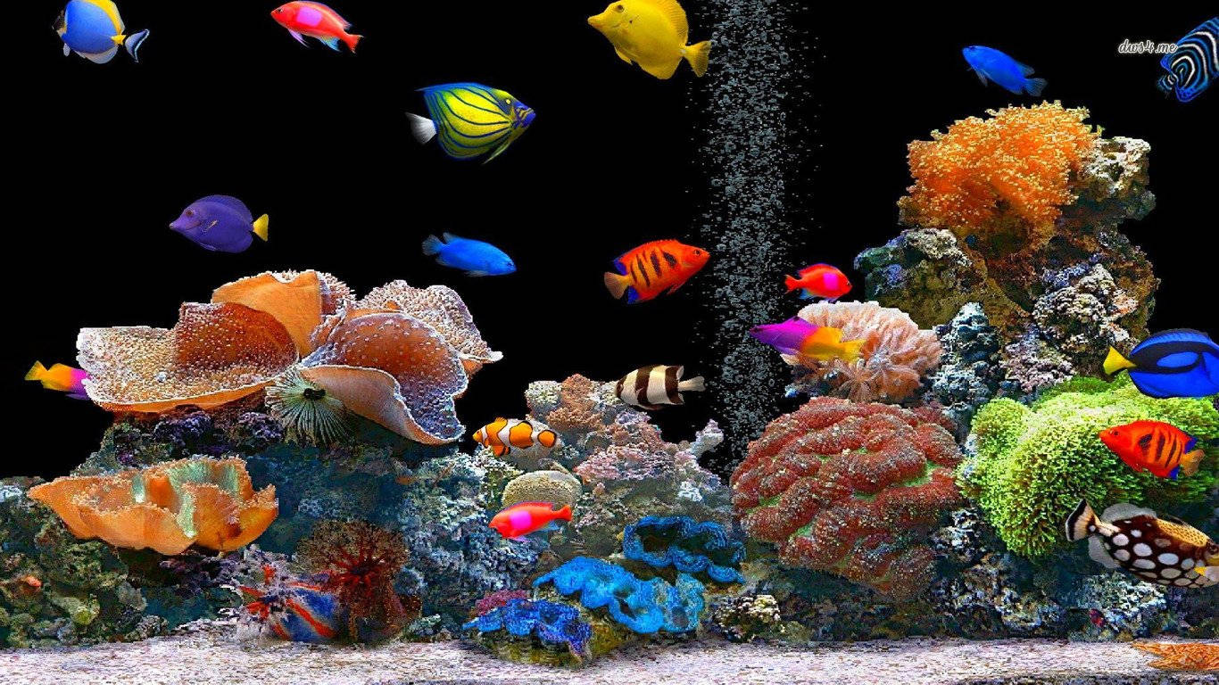 1366X768 Fish Wallpaper and Background