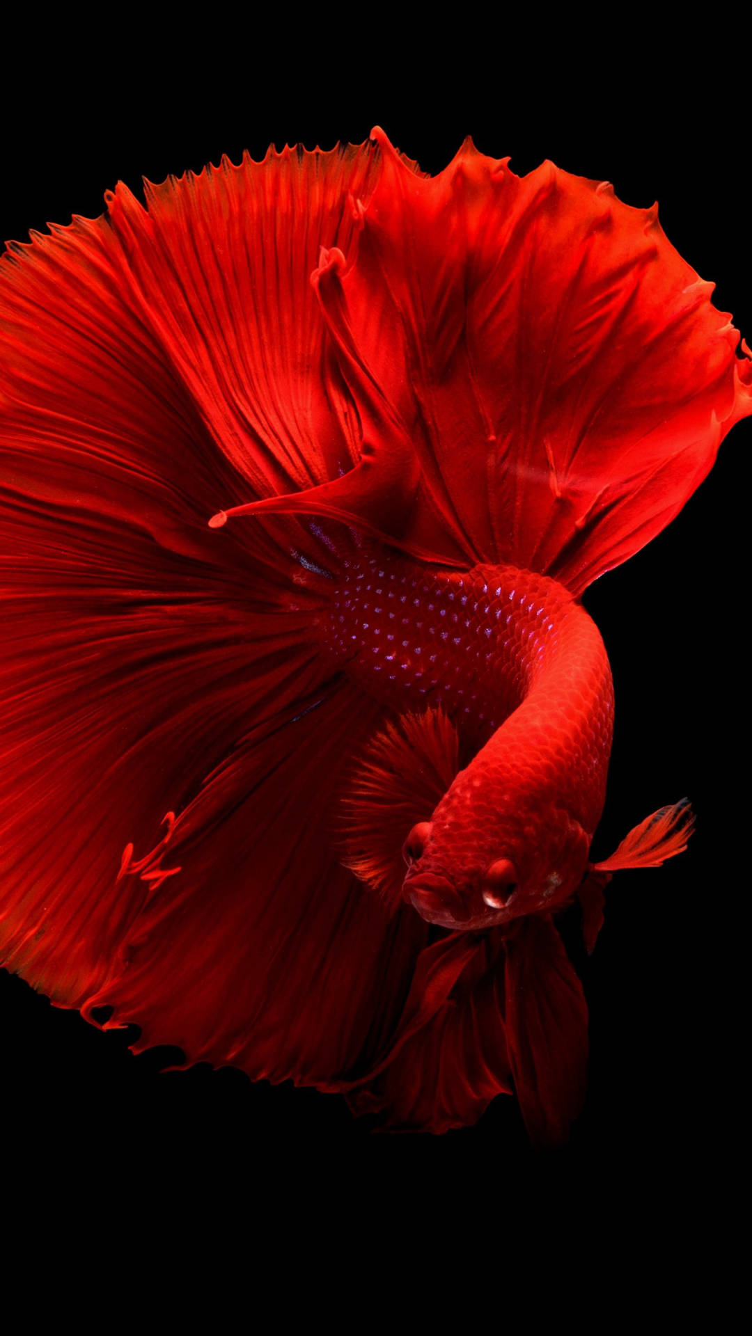 1440X2560 Fish Wallpaper and Background