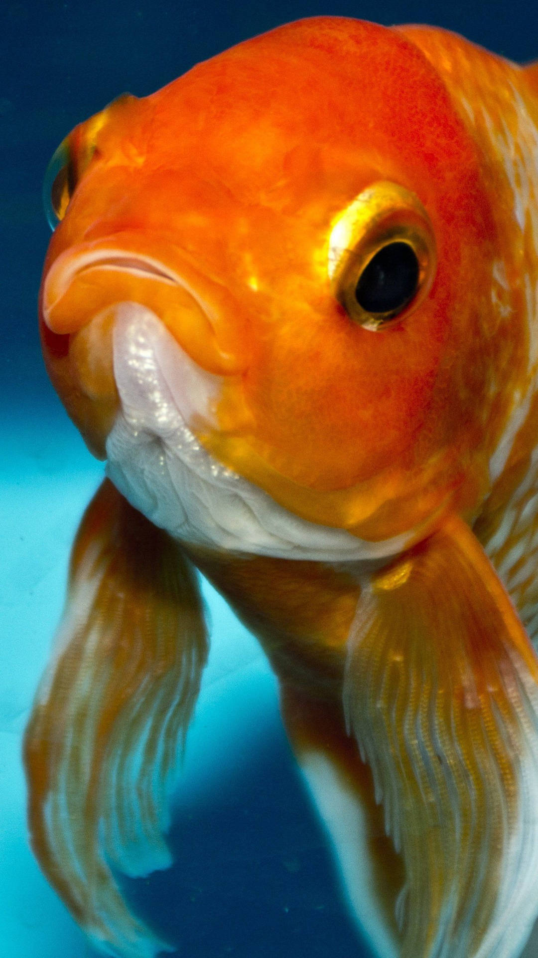 1440X2560 Fish Wallpaper and Background