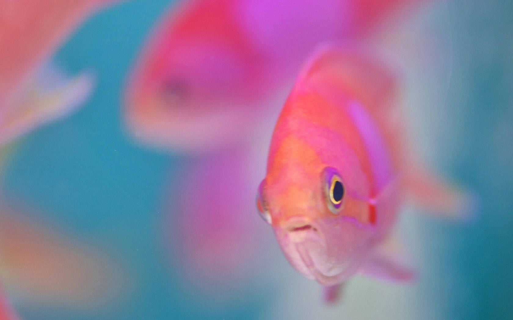 1680X1050 Fish Wallpaper and Background