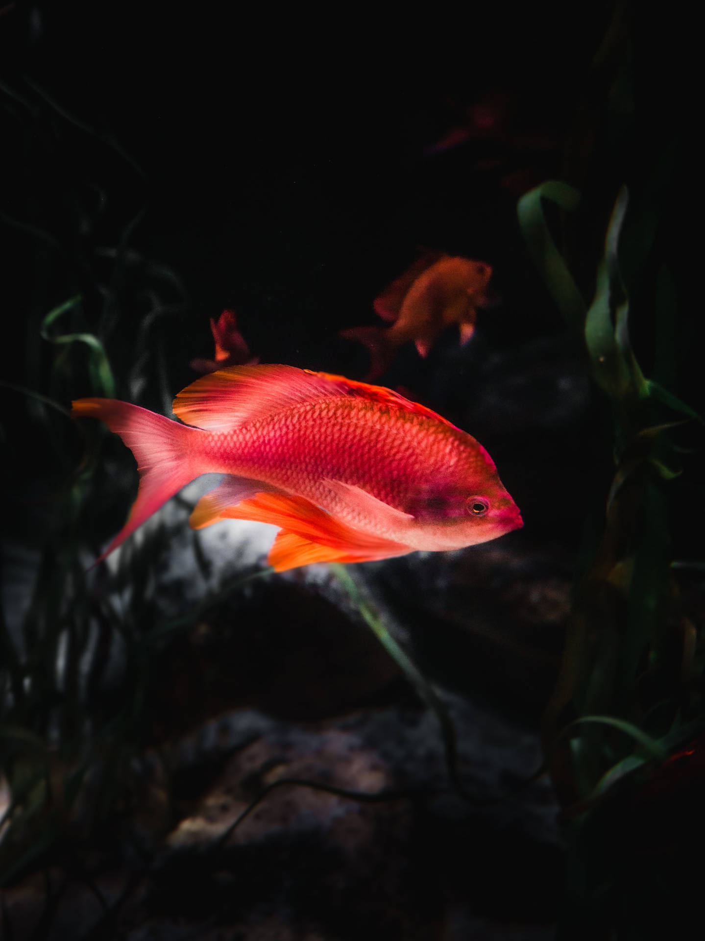 2400X3202 Fish Wallpaper and Background
