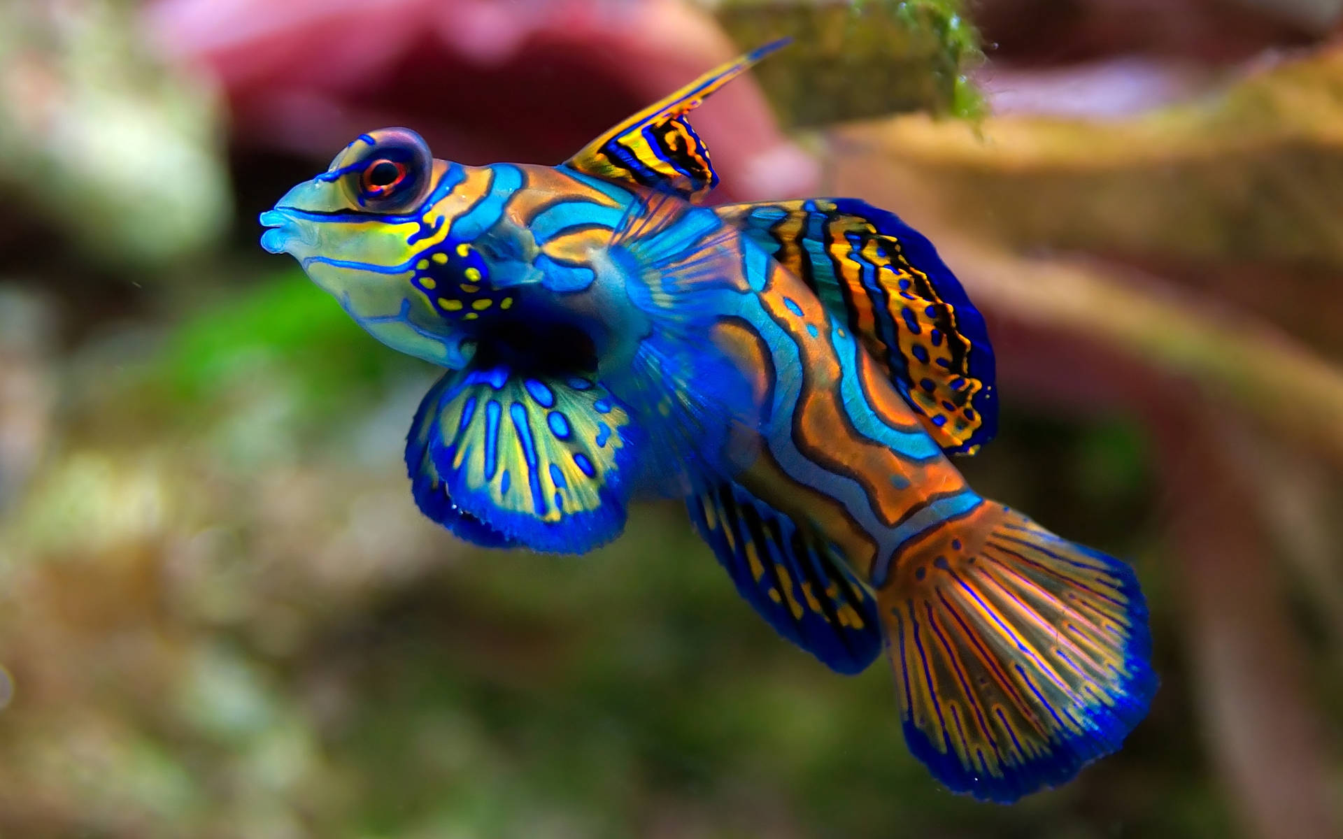 2560X1600 Fish Wallpaper and Background