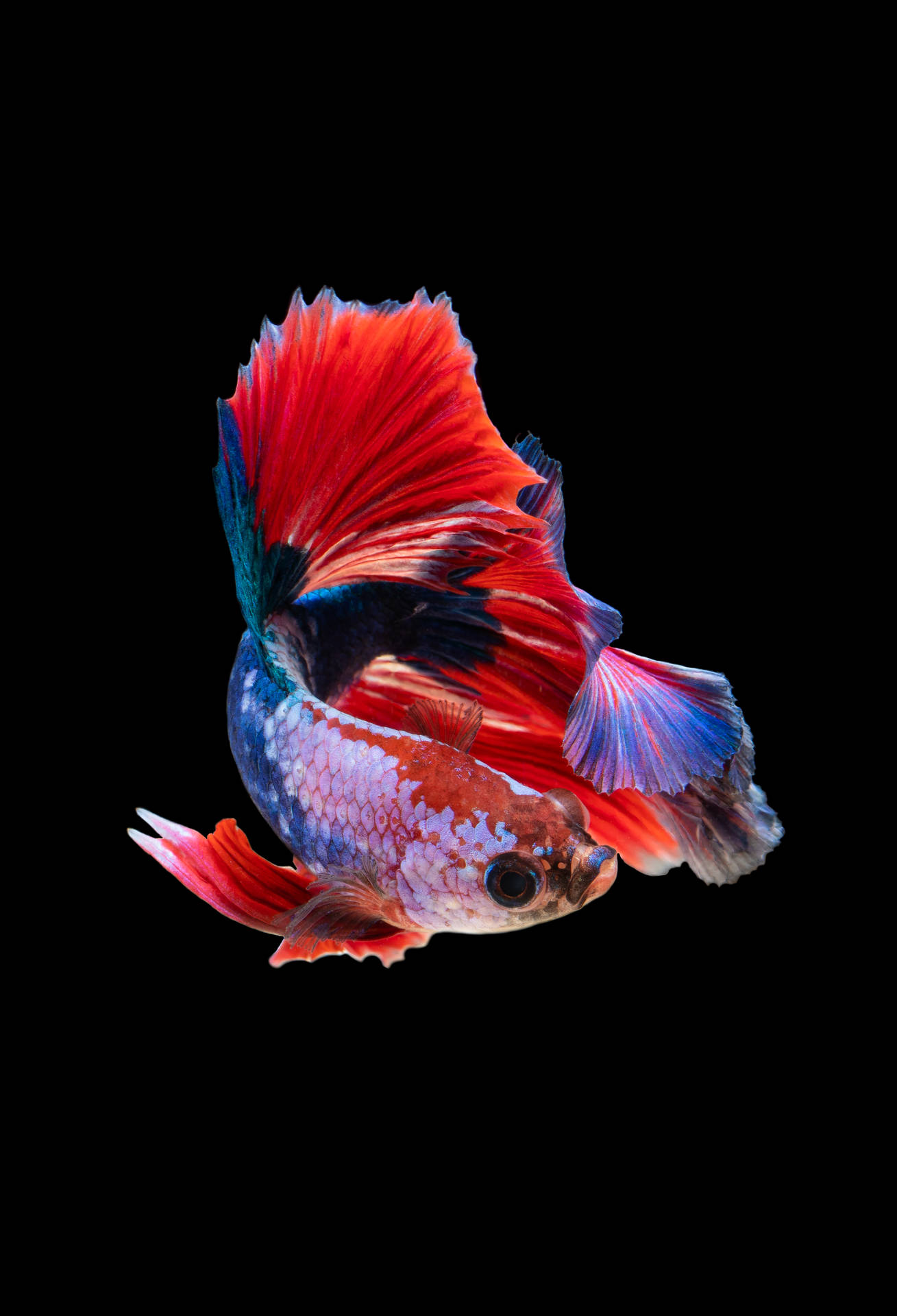 3000X4400 Fish Wallpaper and Background