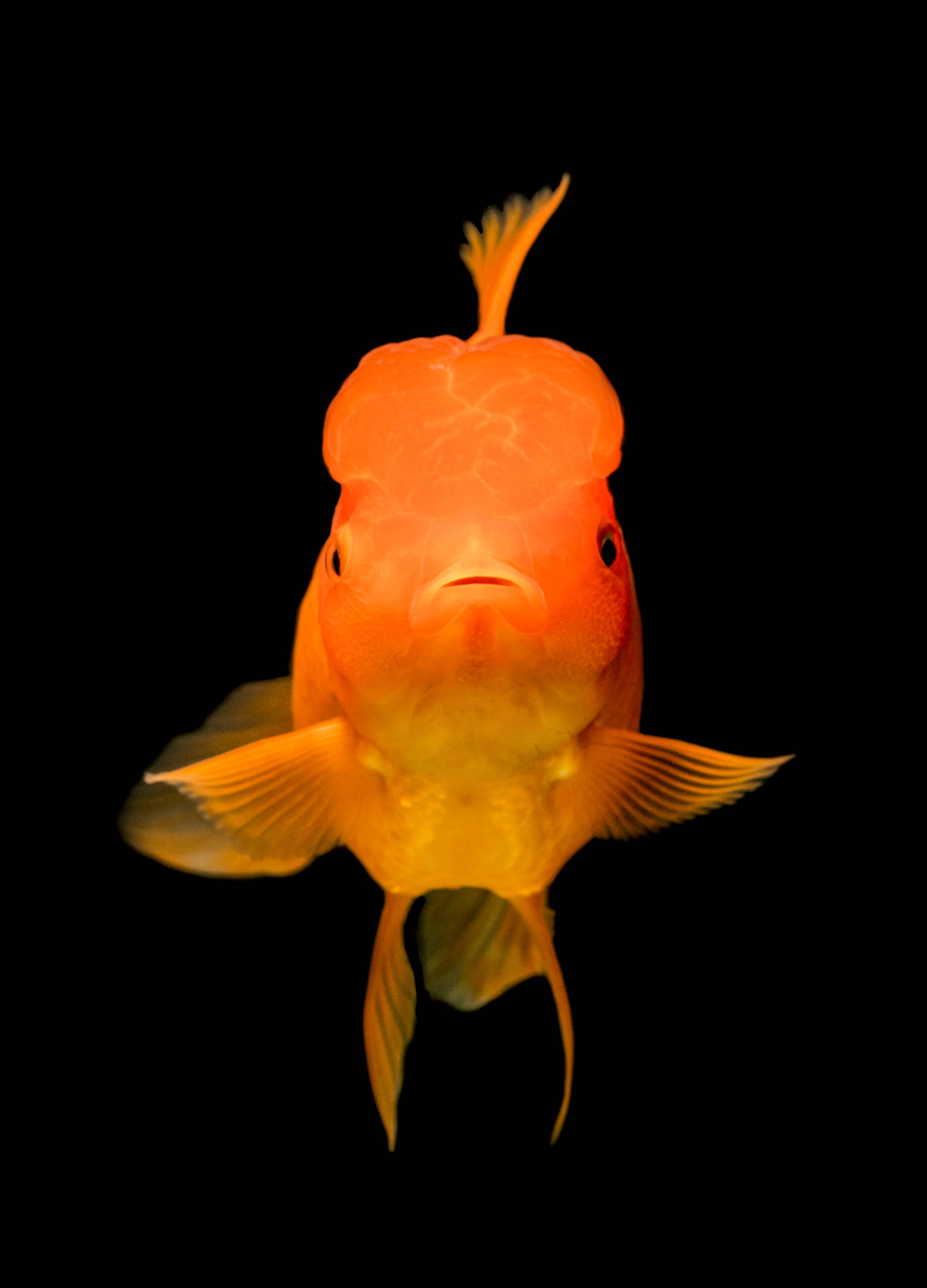 3600X5000 Fish Wallpaper and Background