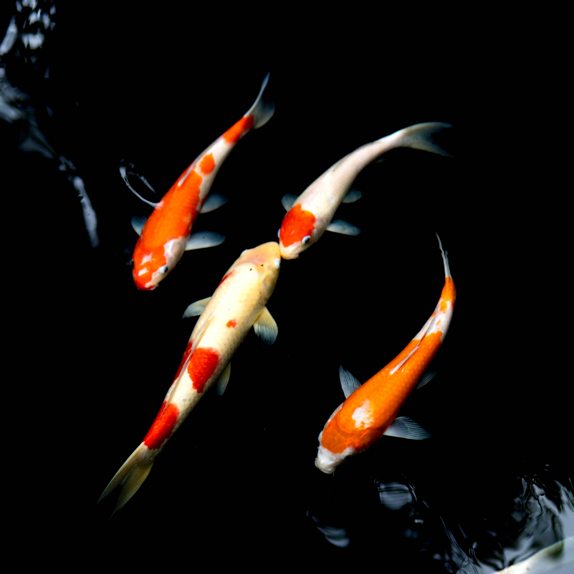 3623X3623 Fish Wallpaper and Background