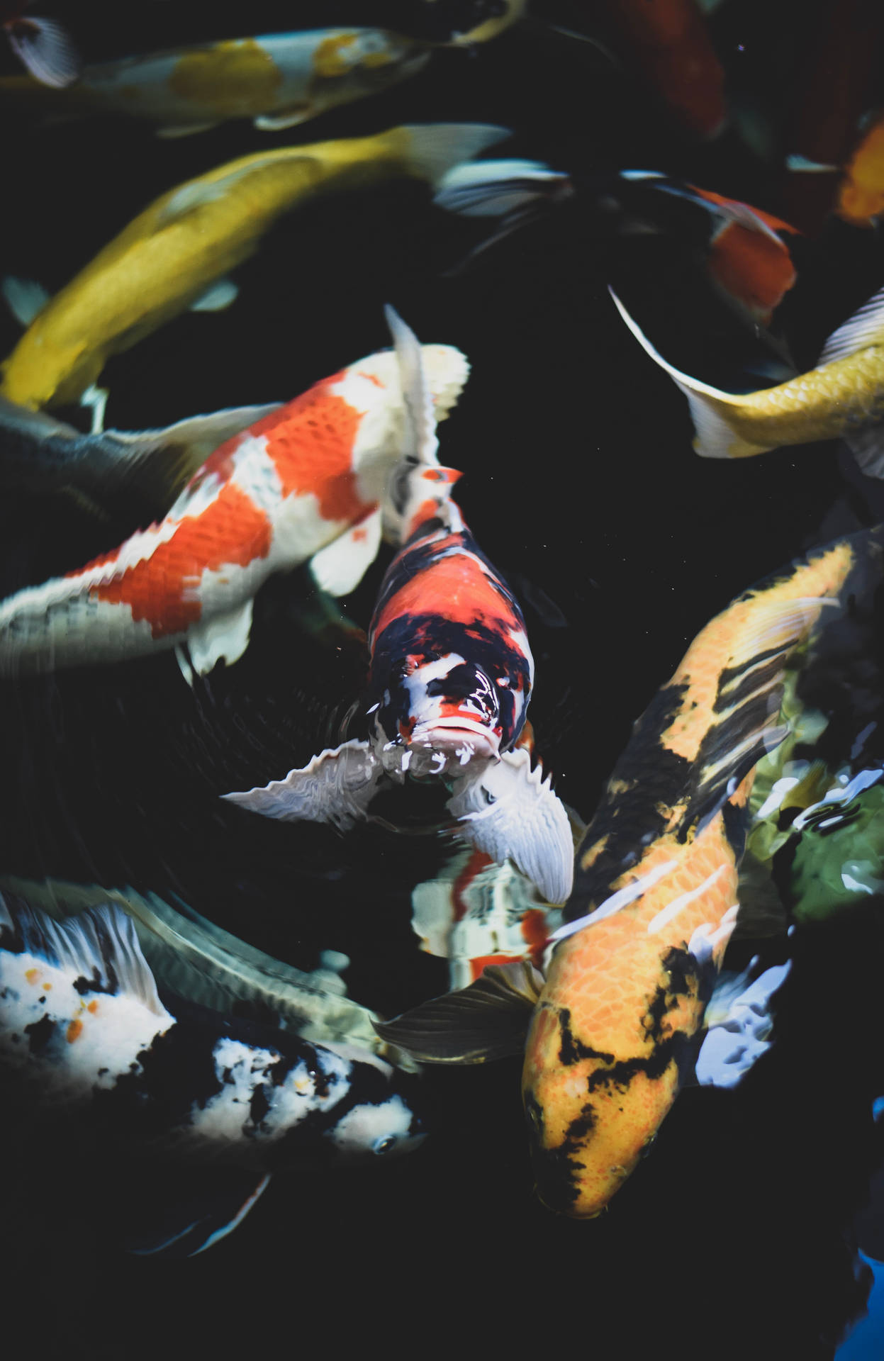 3896X6000 Fish Wallpaper and Background