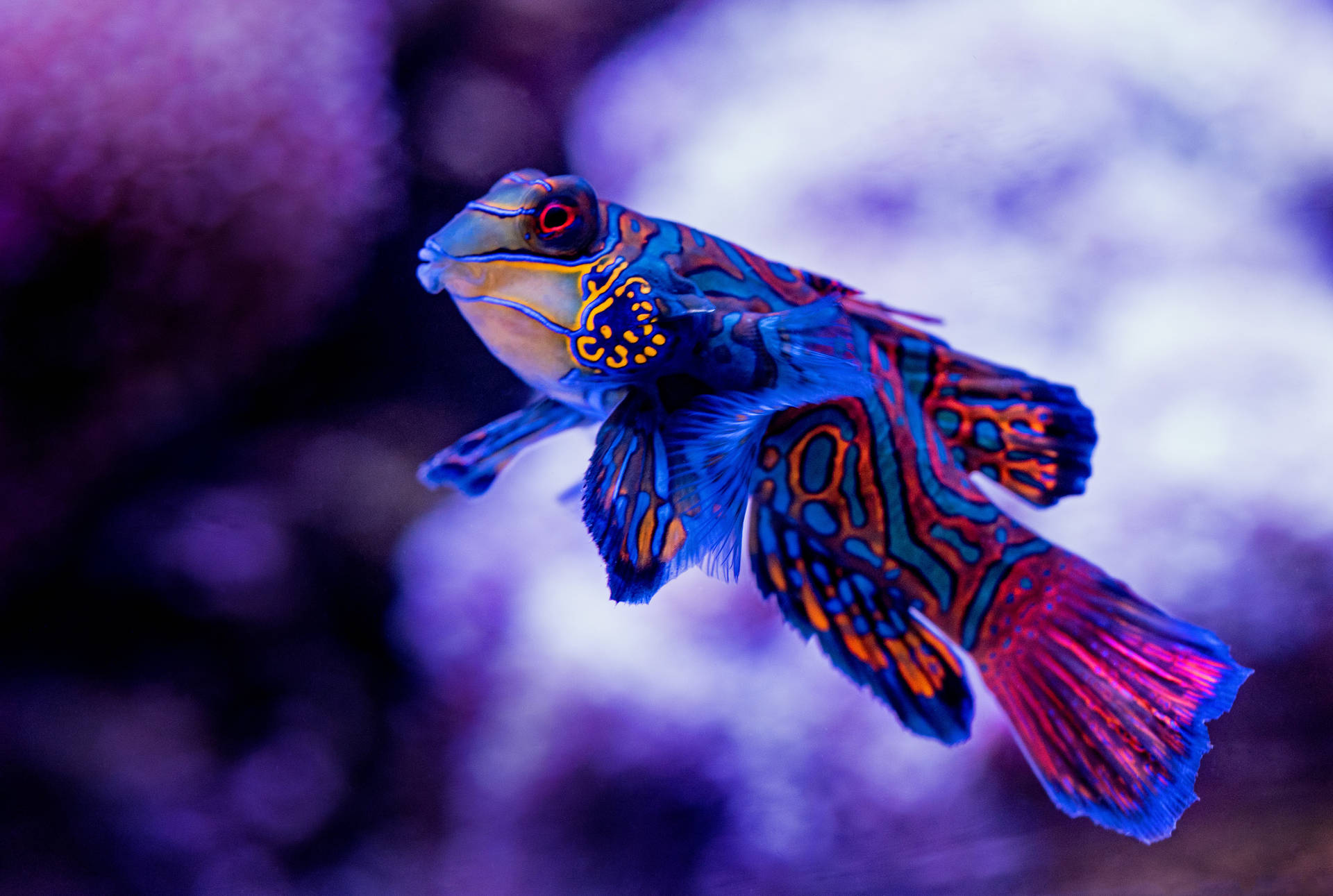 5292X3558 Fish Wallpaper and Background