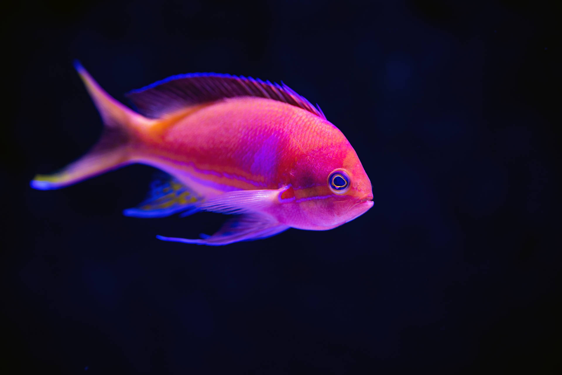 5465X3648 Fish Wallpaper and Background