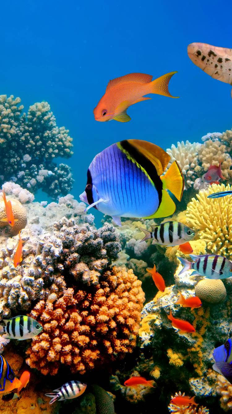 750X1334 Fish Wallpaper and Background