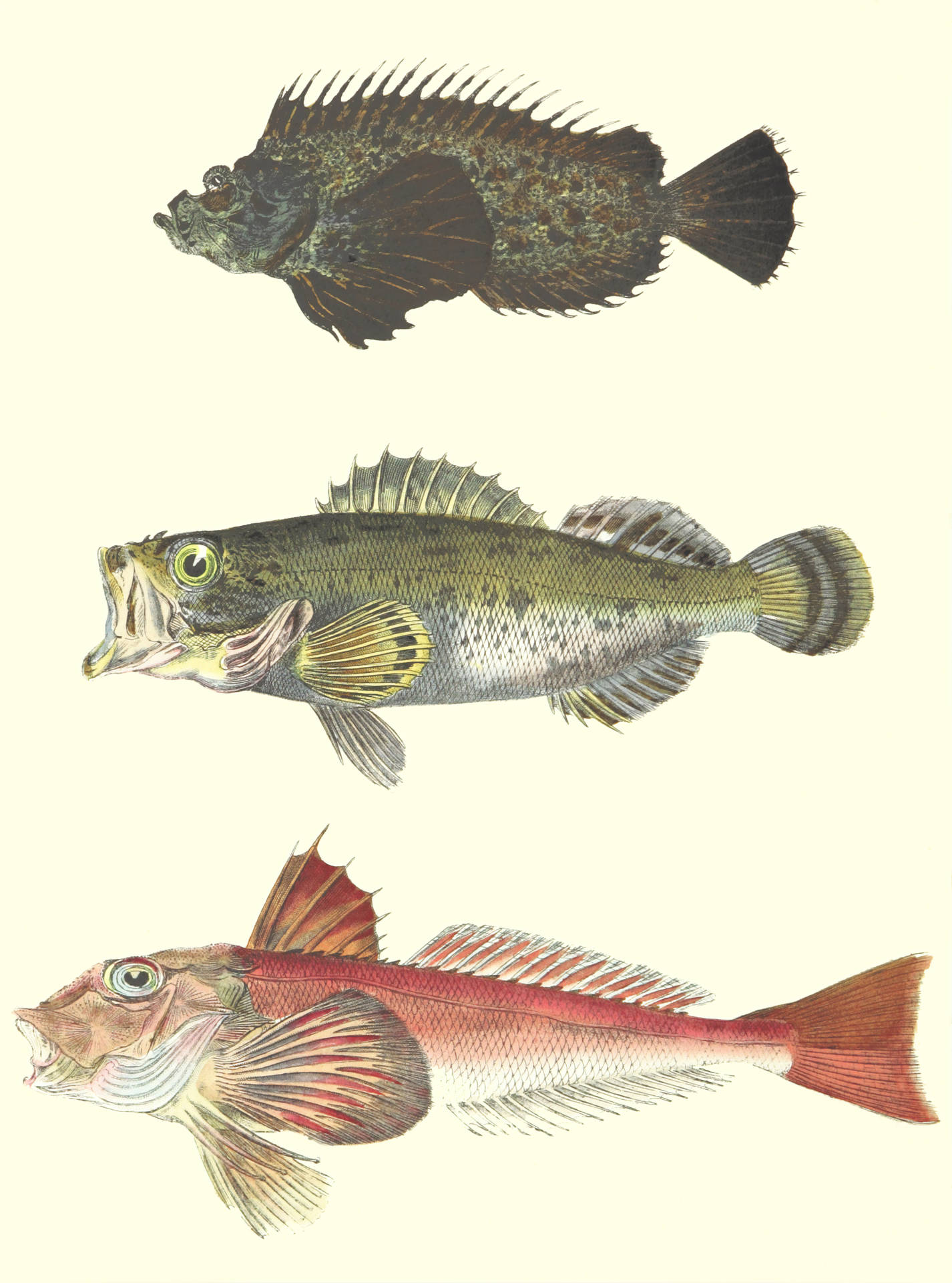 8364X11264 Fish Wallpaper and Background