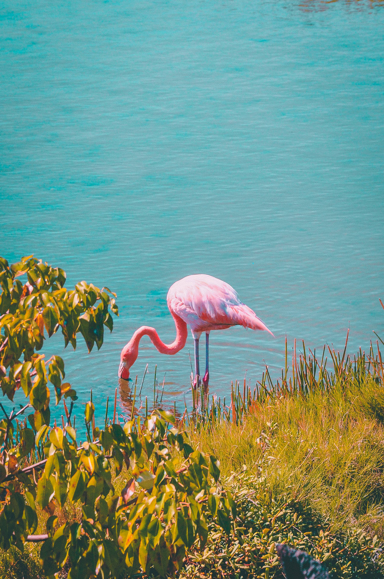 1912X2879 Flamingo Wallpaper and Background