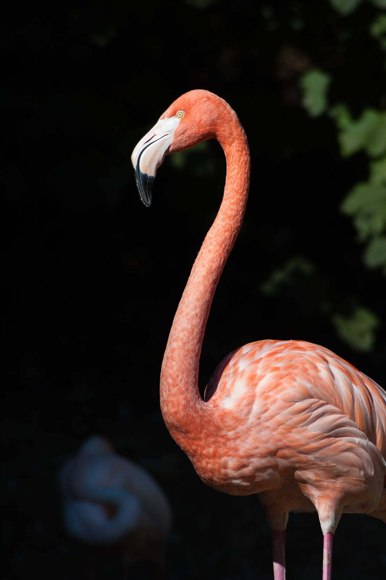 2000X3008 Flamingo Wallpaper and Background