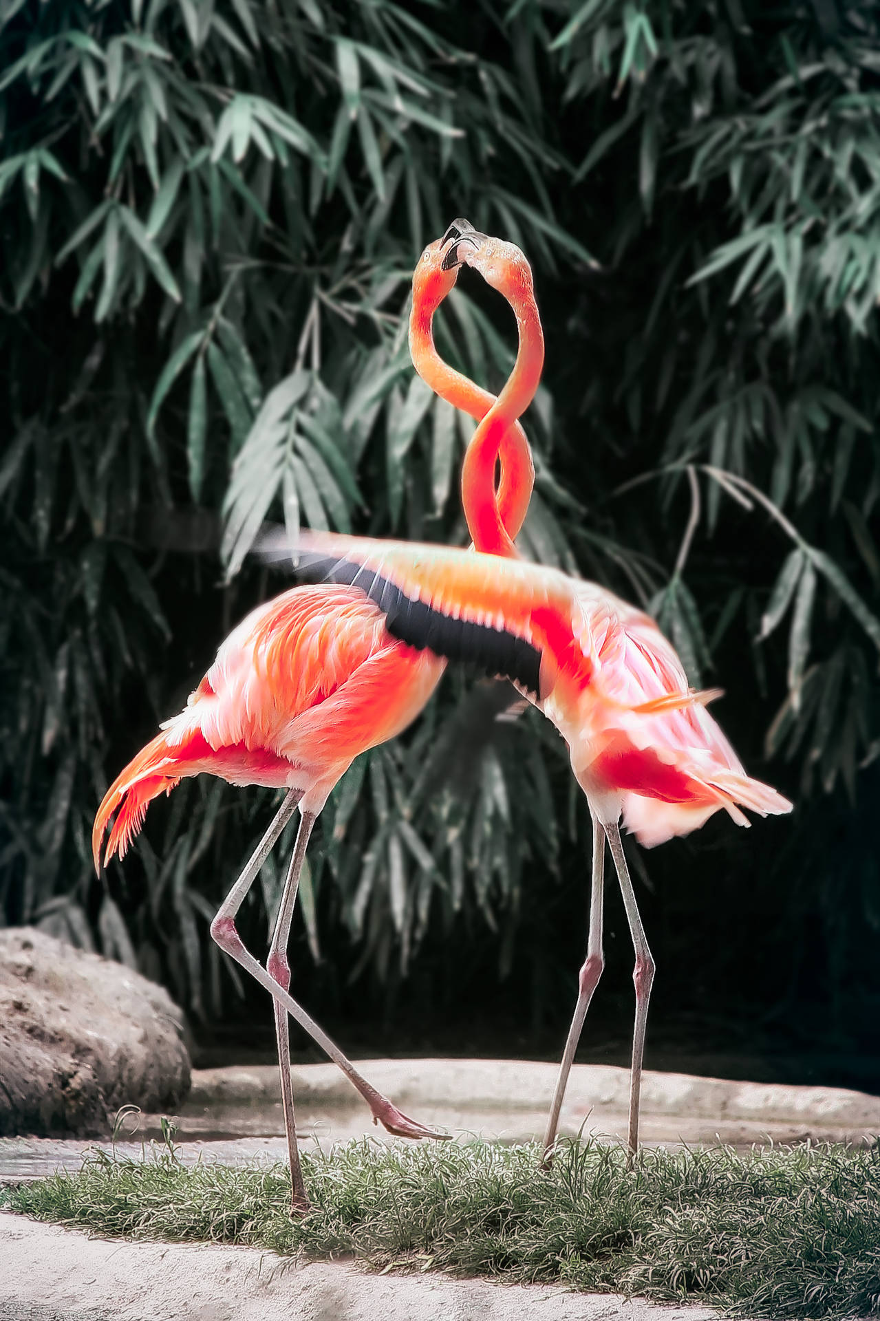 2199X3300 Flamingo Wallpaper and Background