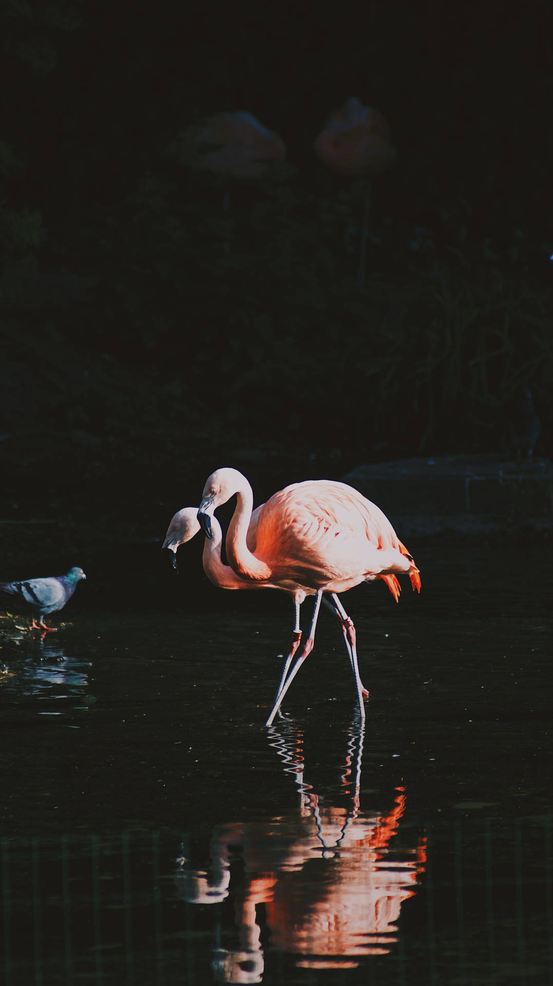 2257X4023 Flamingo Wallpaper and Background
