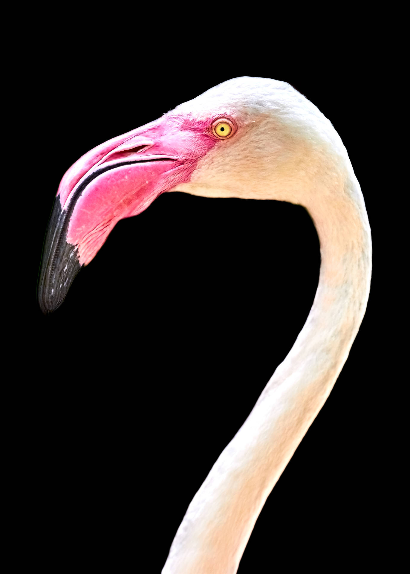 2336X3270 Flamingo Wallpaper and Background