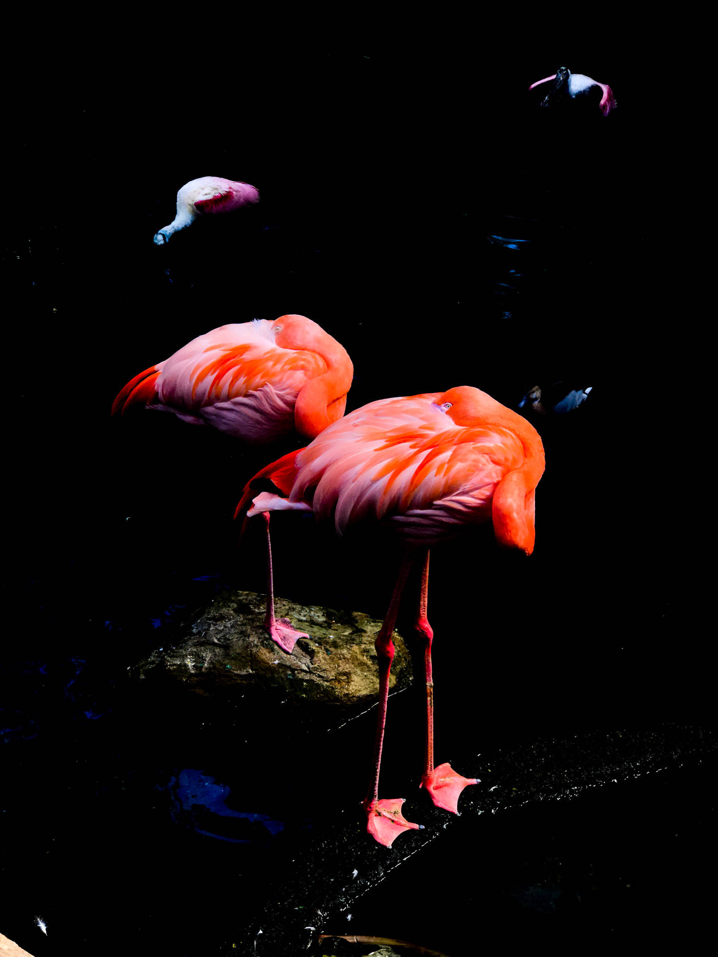3024X4032 Flamingo Wallpaper and Background