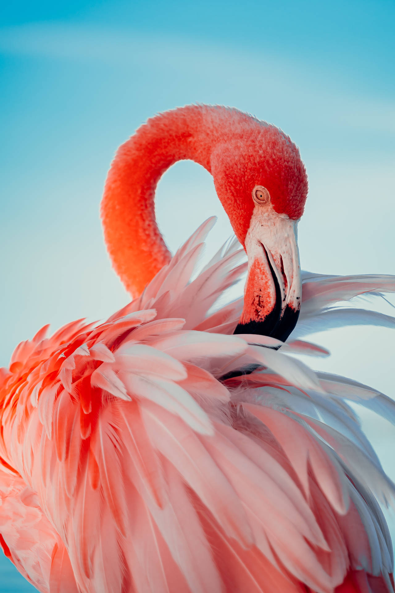 3091X4636 Flamingo Wallpaper and Background