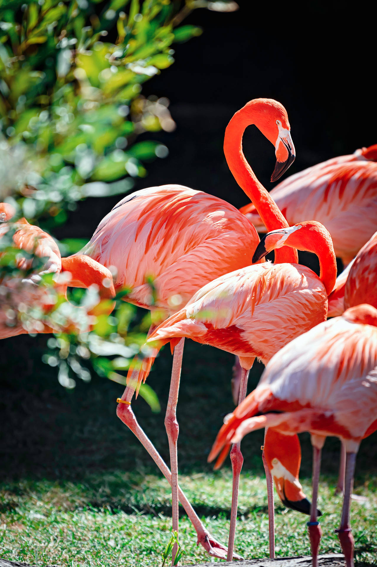 3101X4660 Flamingo Wallpaper and Background