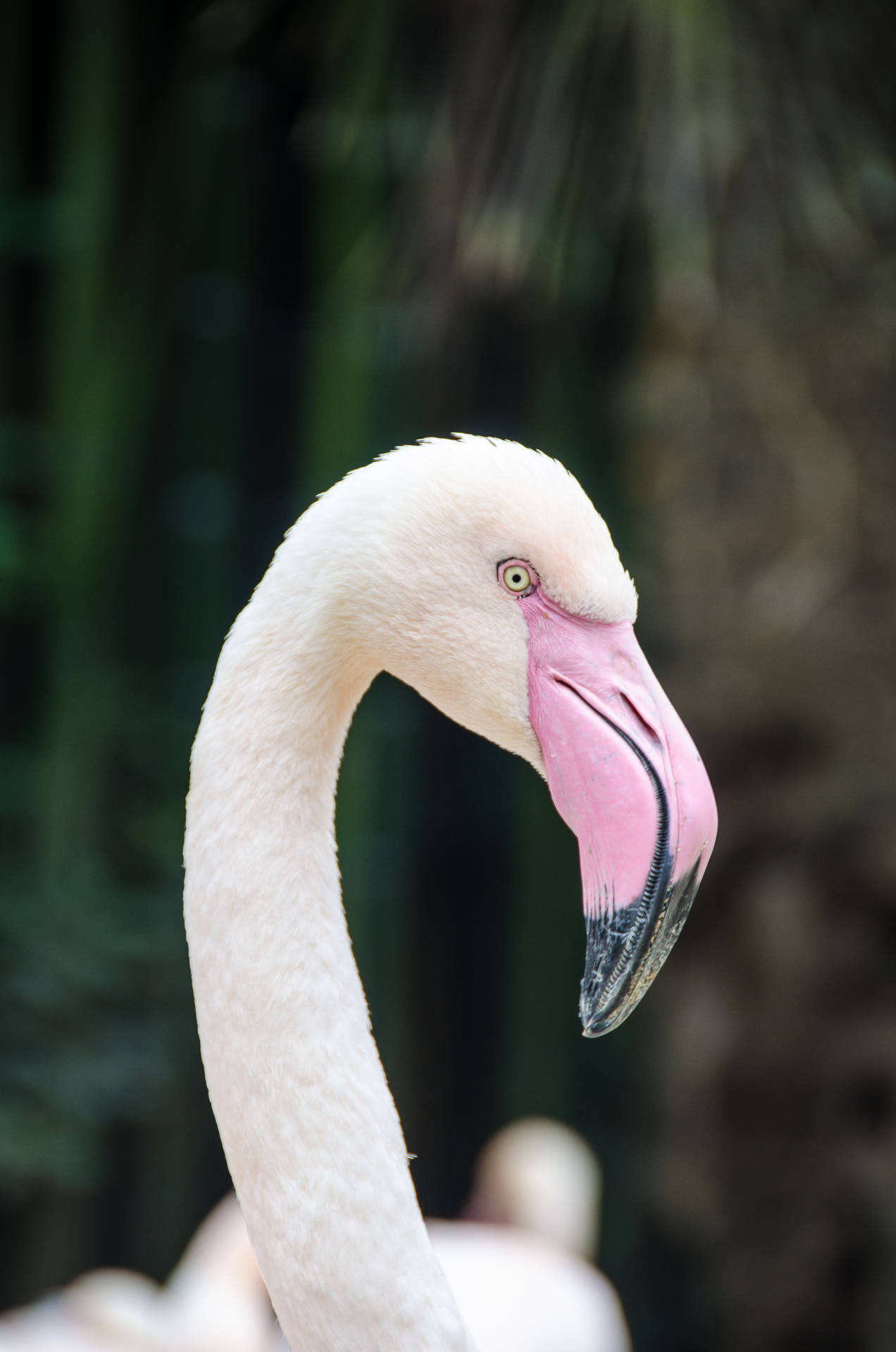 3264X4928 Flamingo Wallpaper and Background