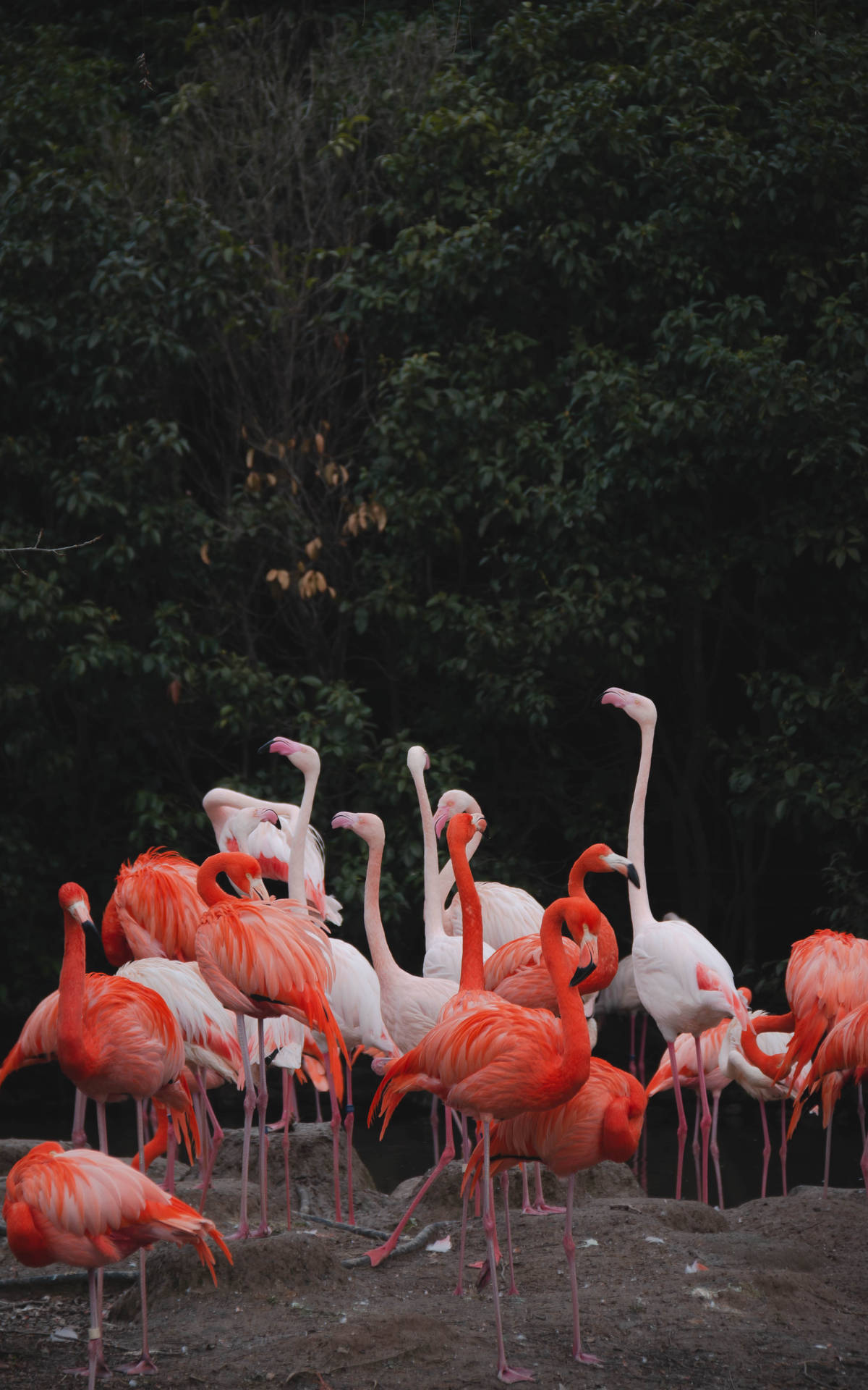 3266X5226 Flamingo Wallpaper and Background