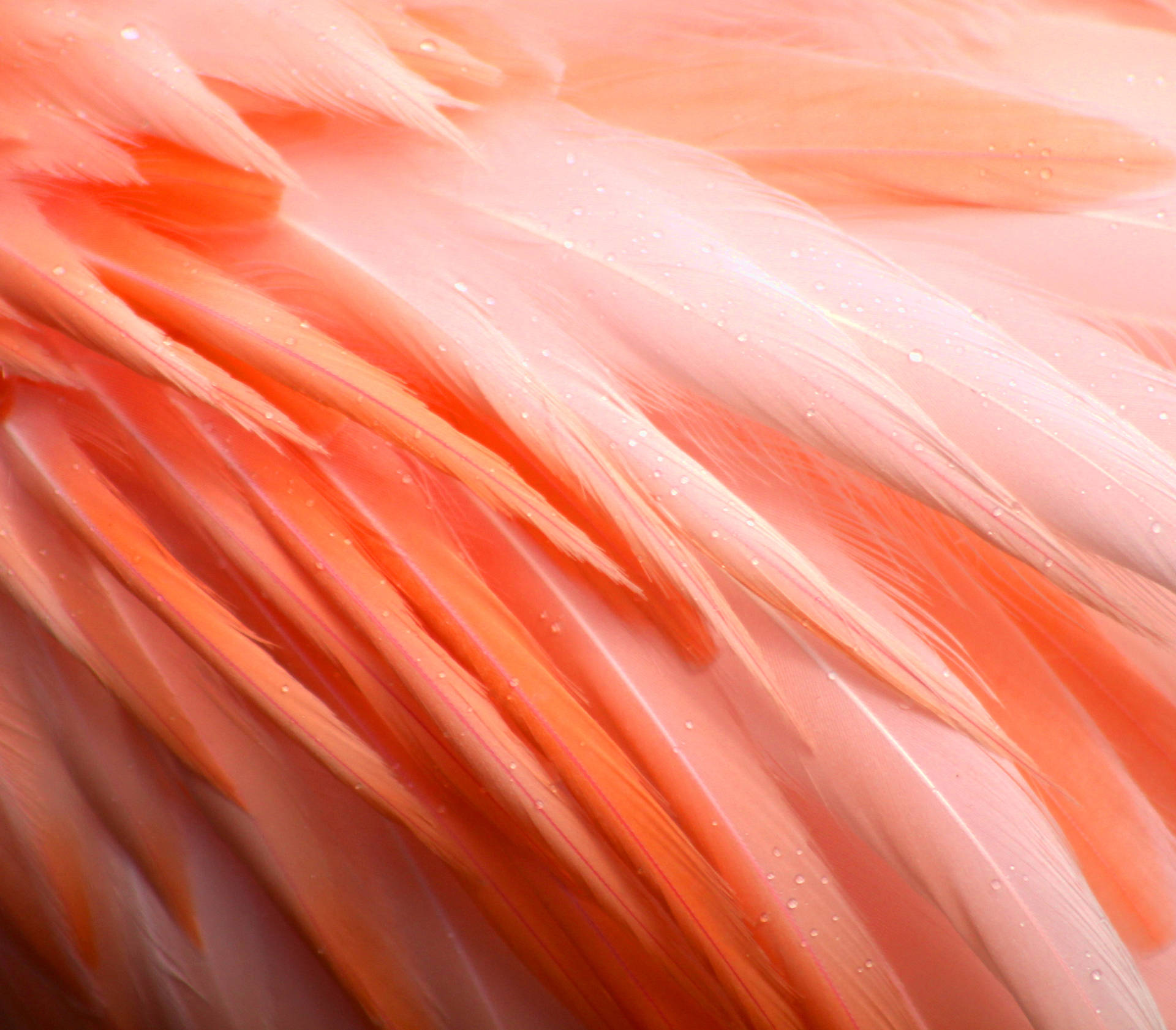 3272X2867 Flamingo Wallpaper and Background