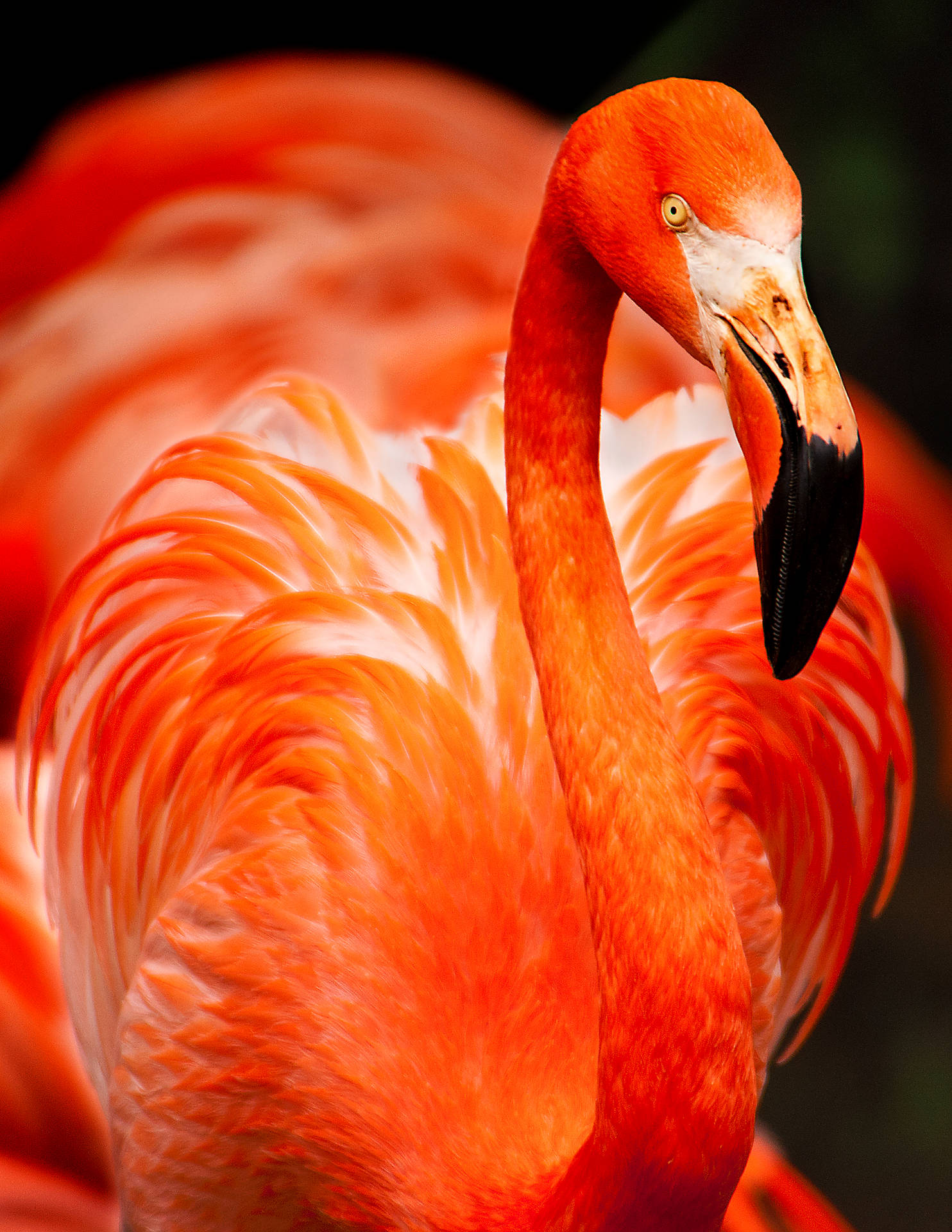 3400X4400 Flamingo Wallpaper and Background