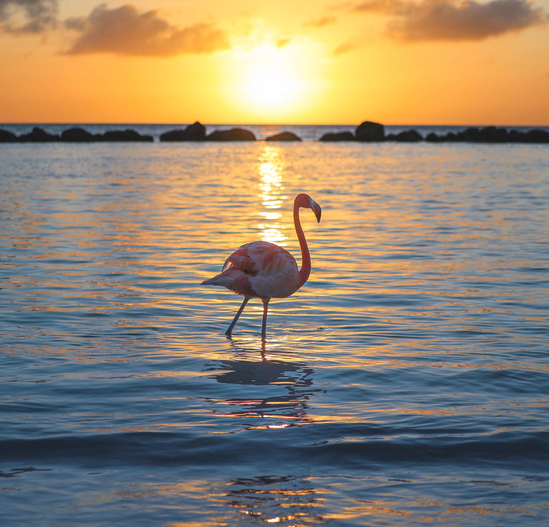 3638X3493 Flamingo Wallpaper and Background