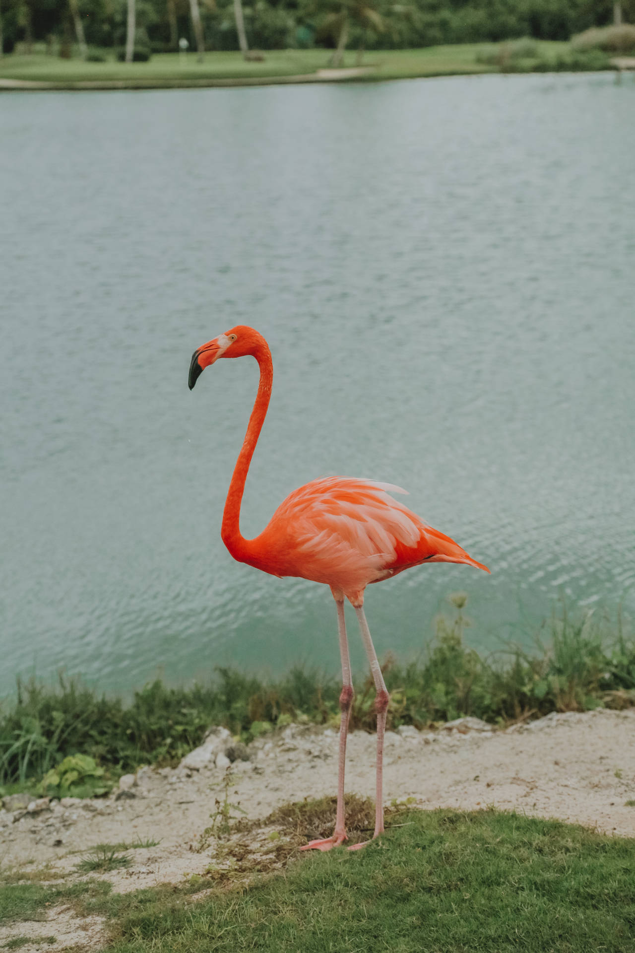 3648X5472 Flamingo Wallpaper and Background