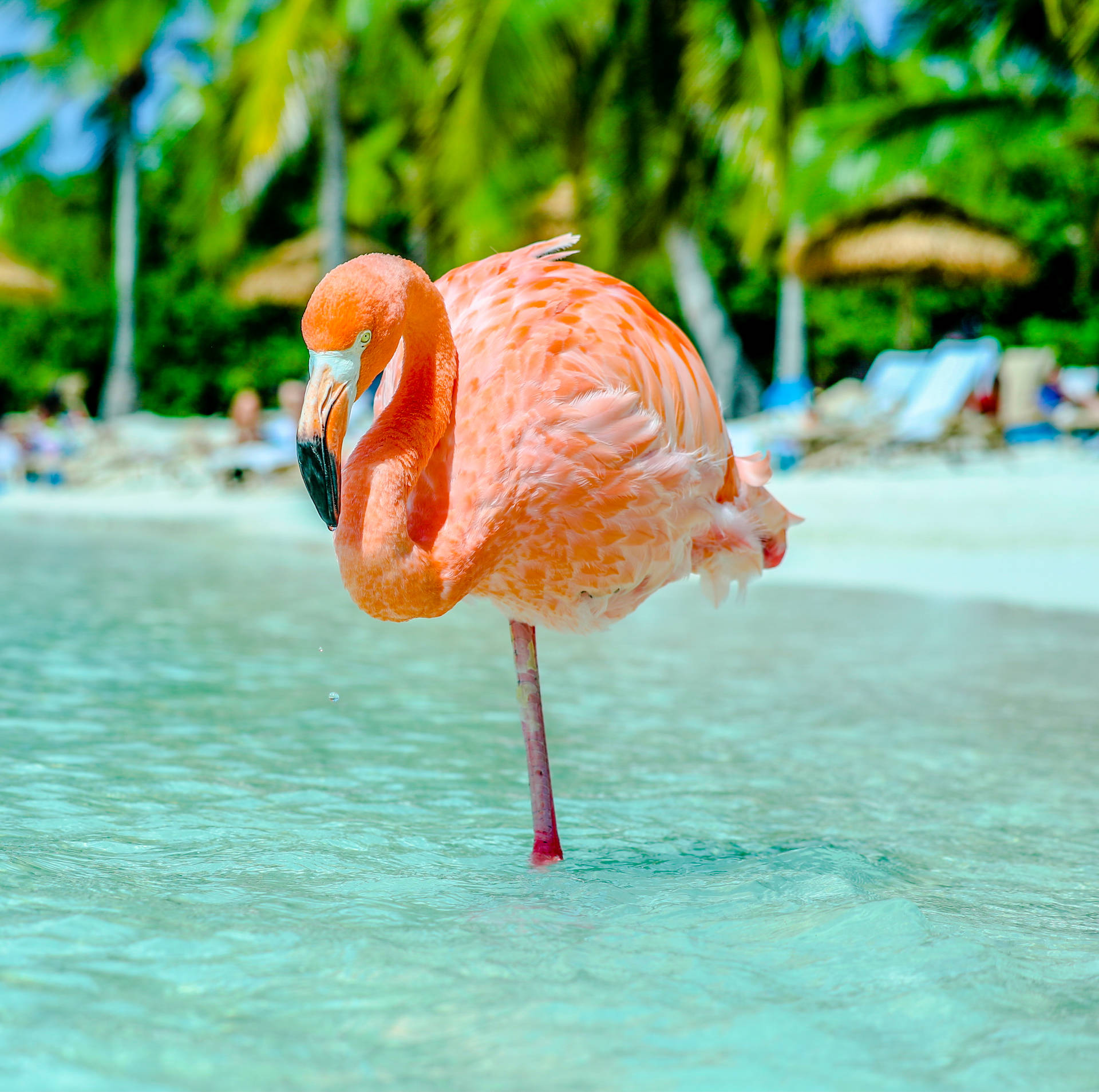 3666X3641 Flamingo Wallpaper and Background