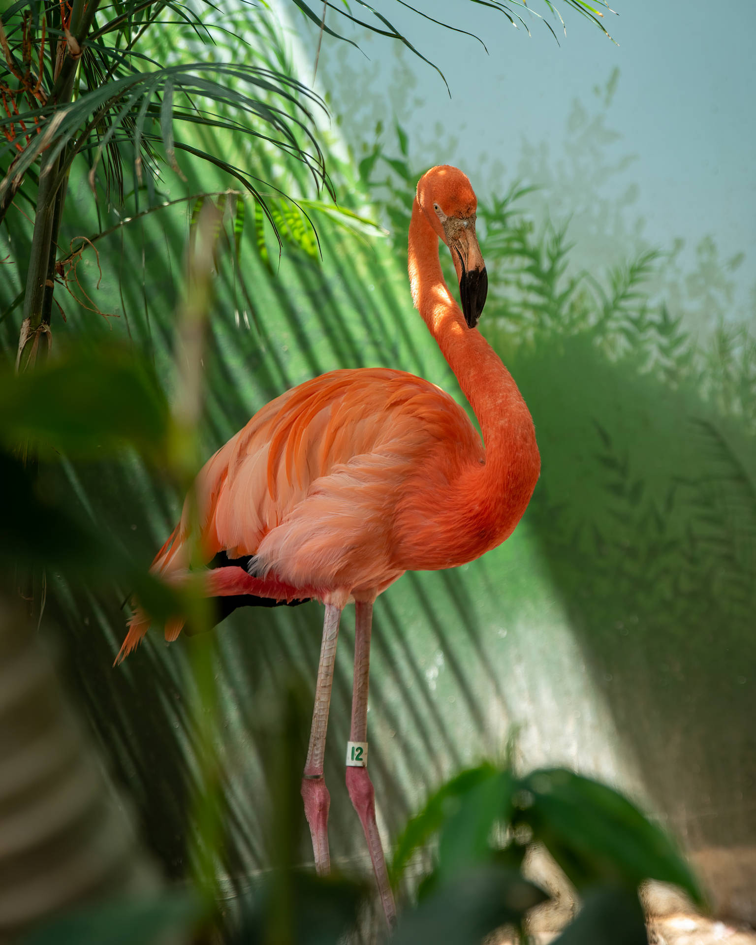 3789X4736 Flamingo Wallpaper and Background
