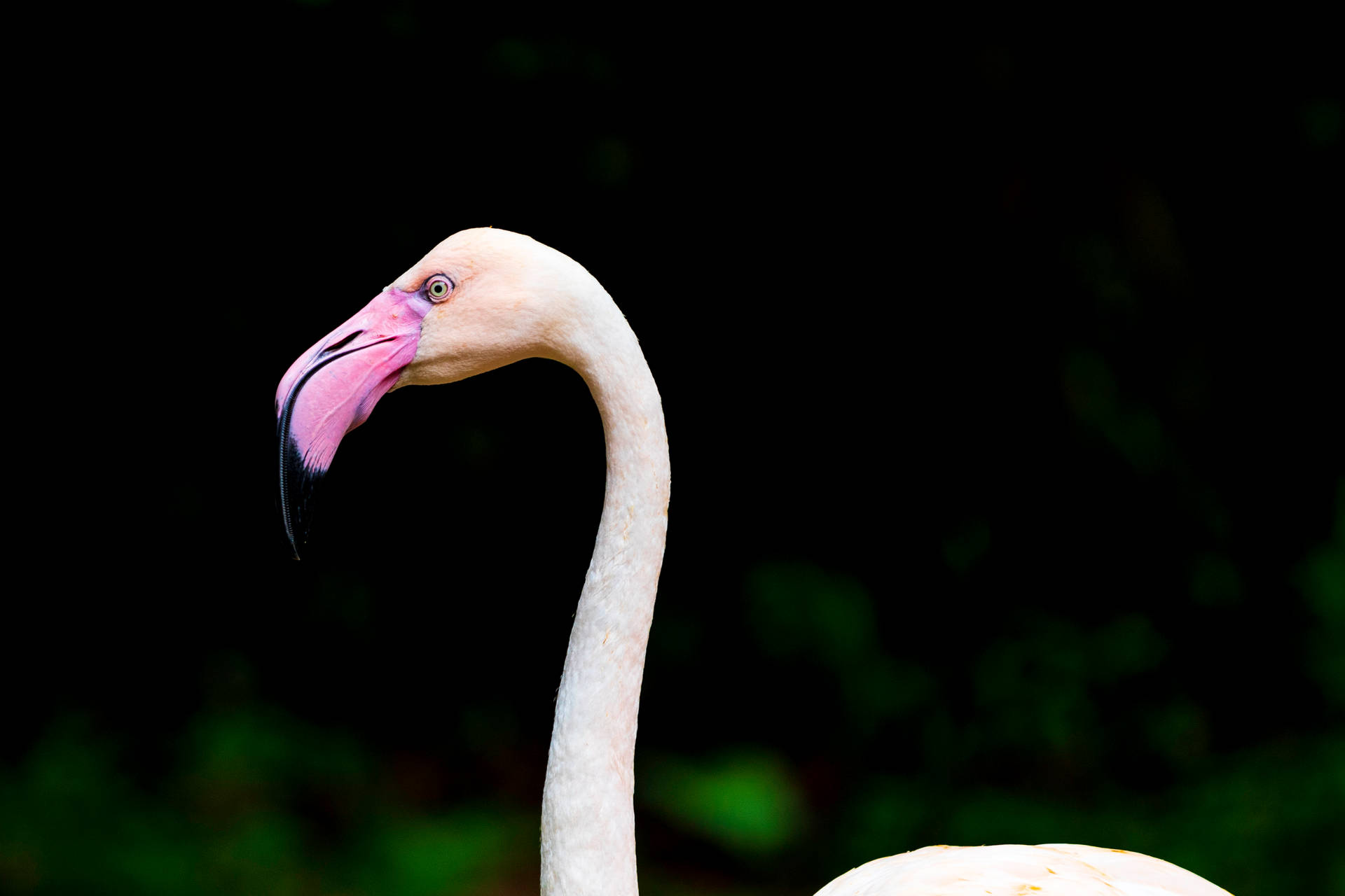 3815X2543 Flamingo Wallpaper and Background