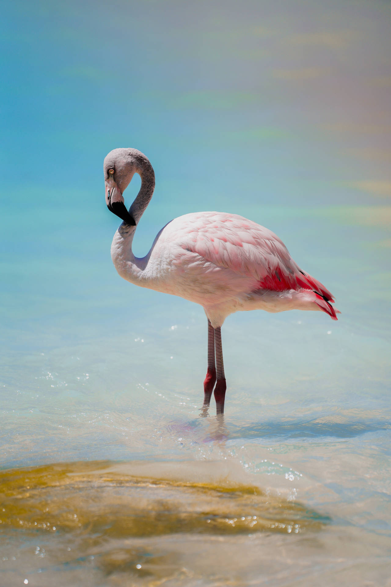 4000X6000 Flamingo Wallpaper and Background