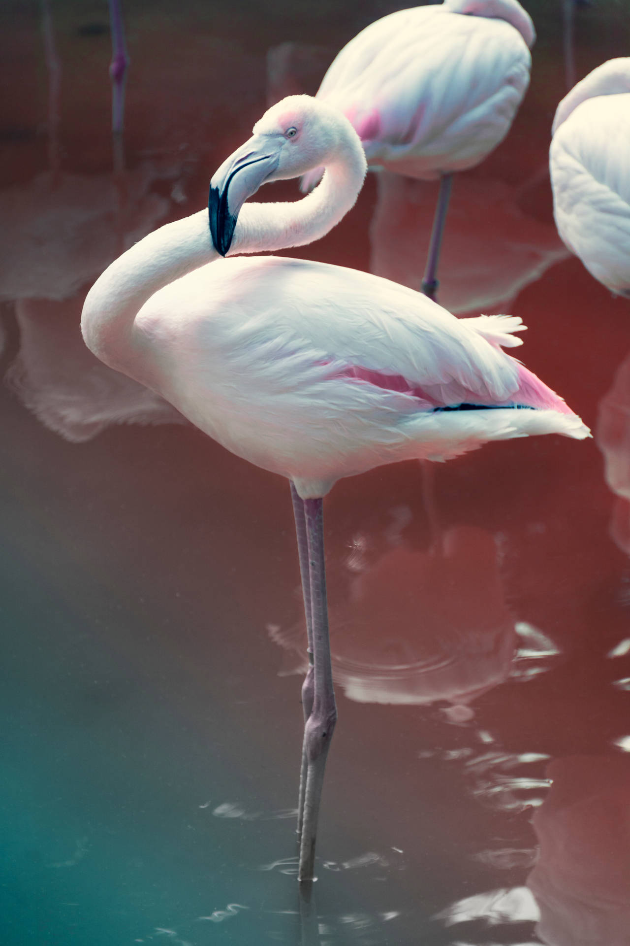 4000X6000 Flamingo Wallpaper and Background