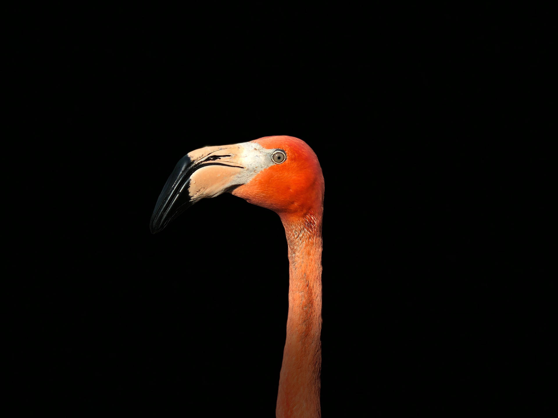 4032X3024 Flamingo Wallpaper and Background