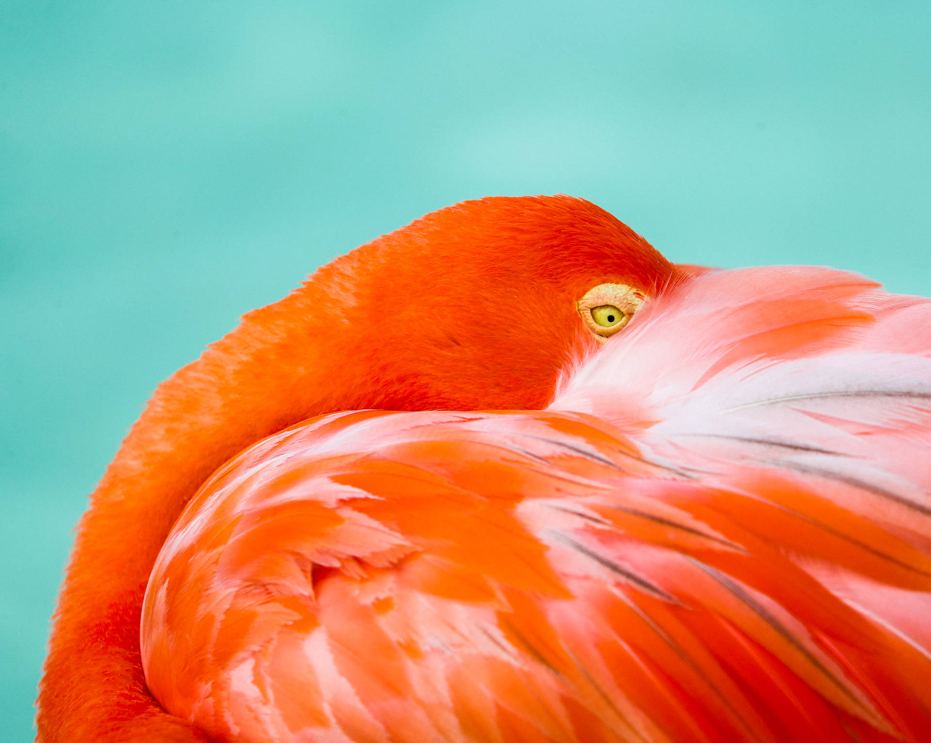 4119X3288 Flamingo Wallpaper and Background