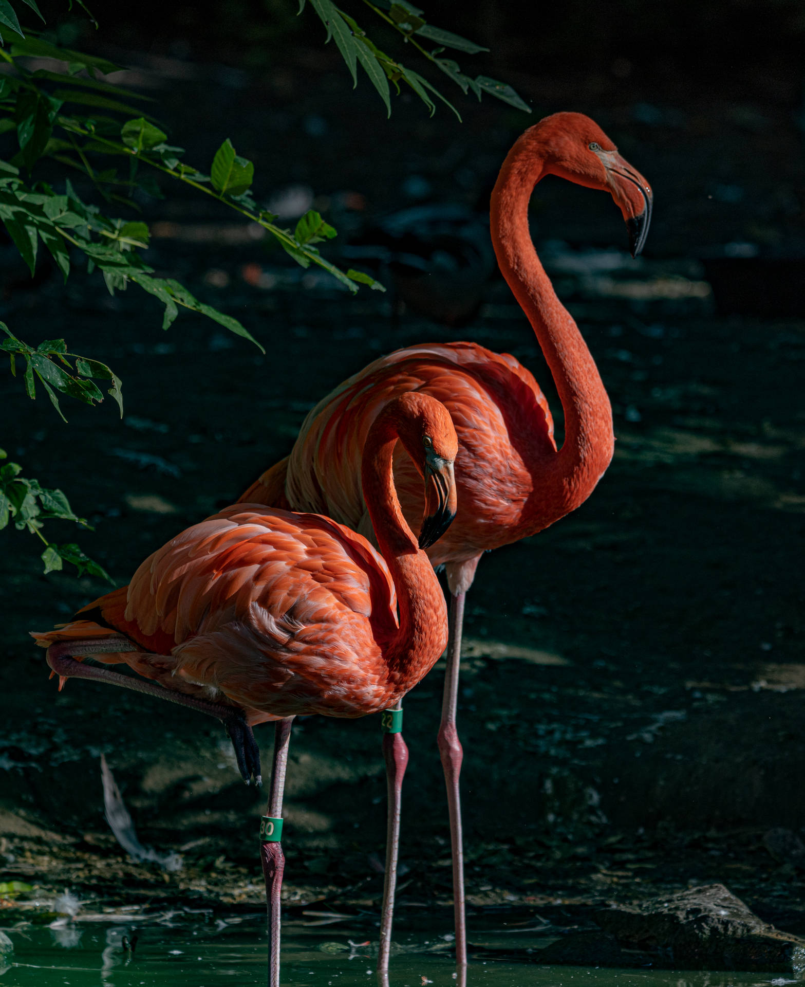 4232X5186 Flamingo Wallpaper and Background