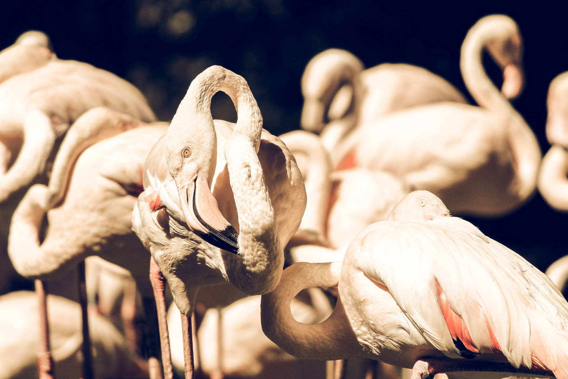 4272X2848 Flamingo Wallpaper and Background