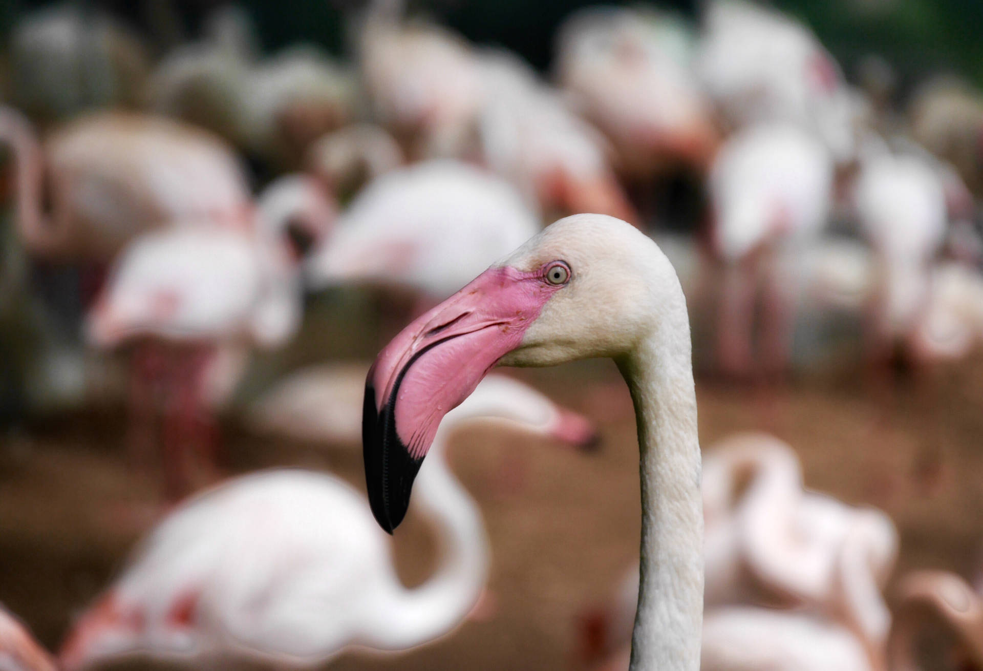 4592X3134 Flamingo Wallpaper and Background