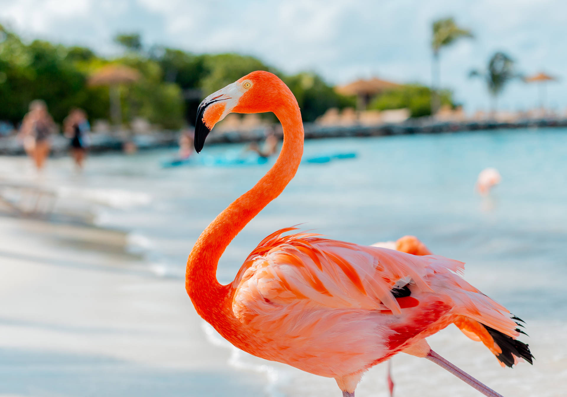 4638X3246 Flamingo Wallpaper and Background
