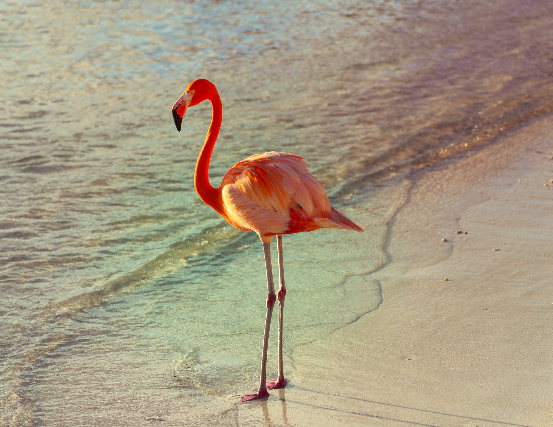 4686X3621 Flamingo Wallpaper and Background
