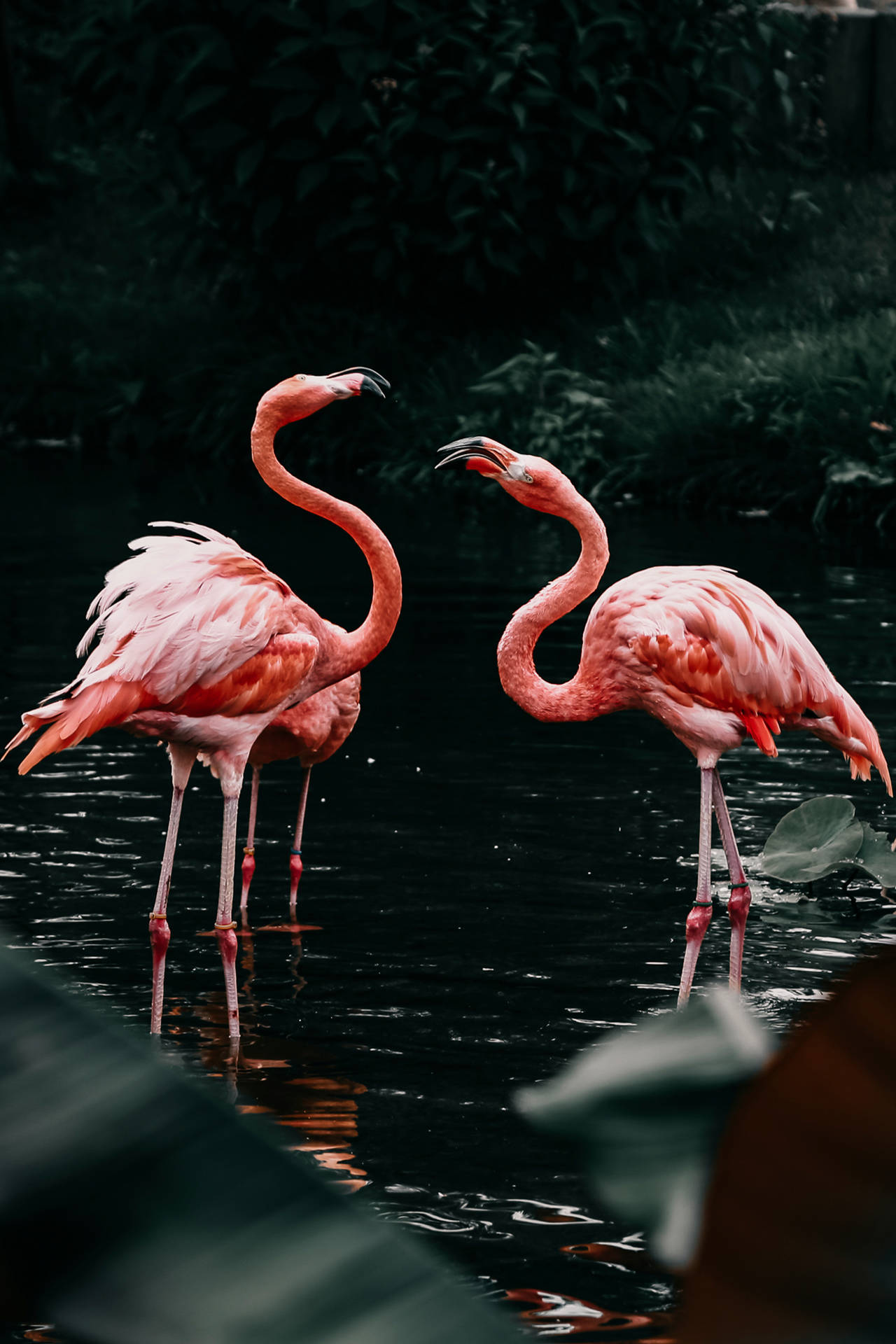 4724X7087 Flamingo Wallpaper and Background