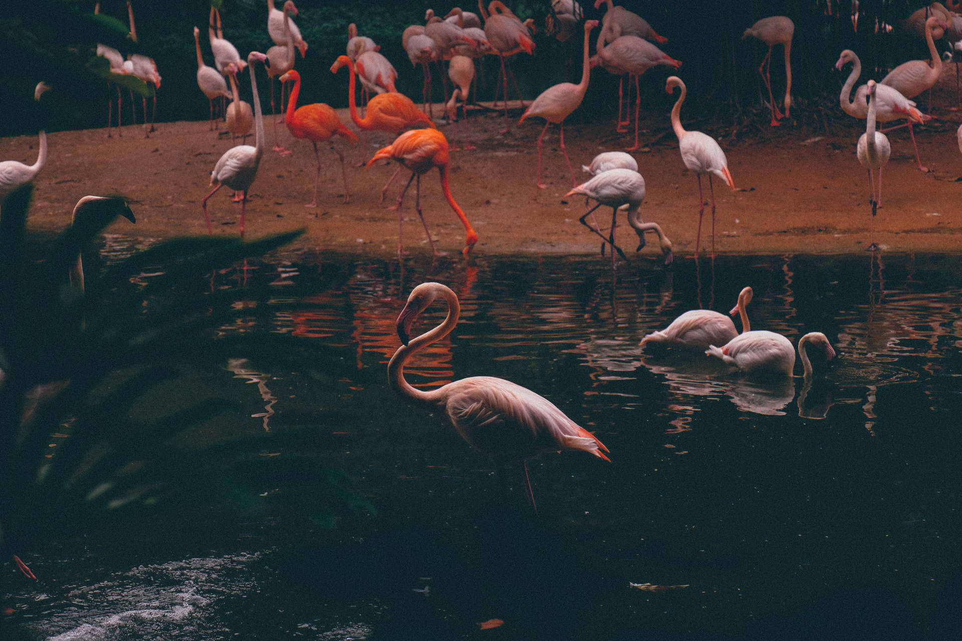 4896X3264 Flamingo Wallpaper and Background