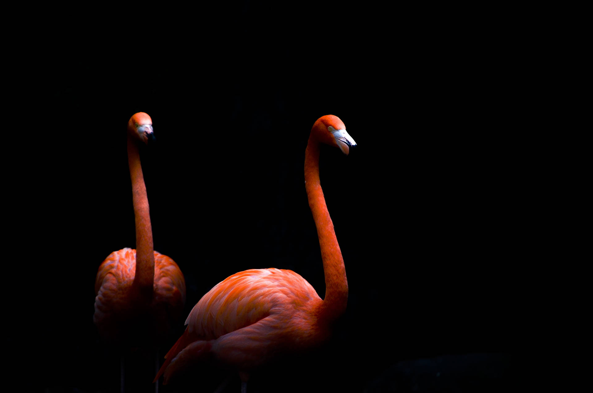 4928X3264 Flamingo Wallpaper and Background