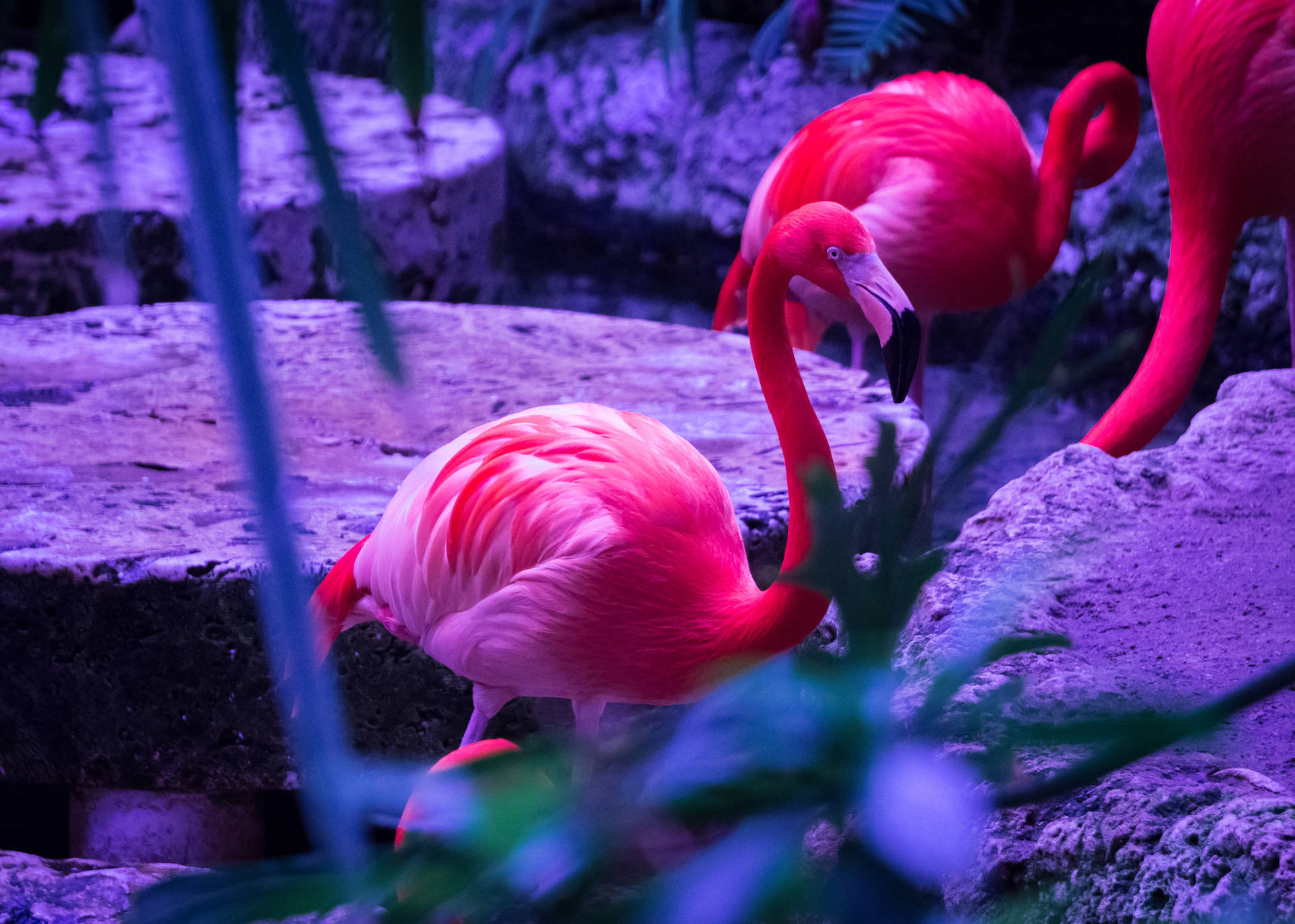 5012X3580 Flamingo Wallpaper and Background