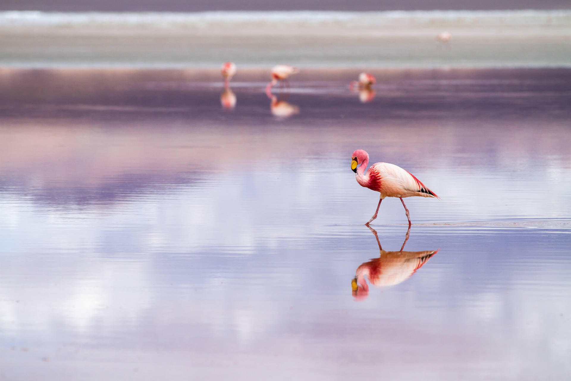 5184X3456 Flamingo Wallpaper and Background