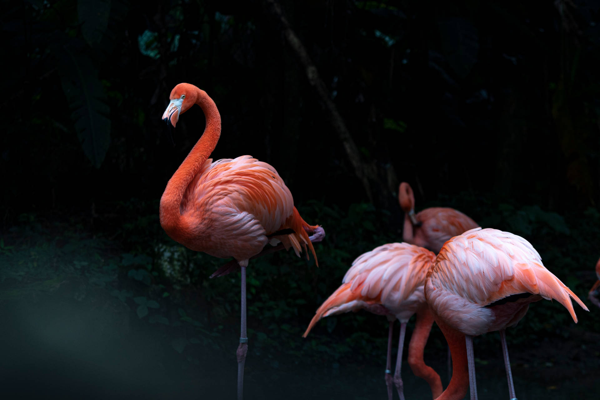 5184X3456 Flamingo Wallpaper and Background