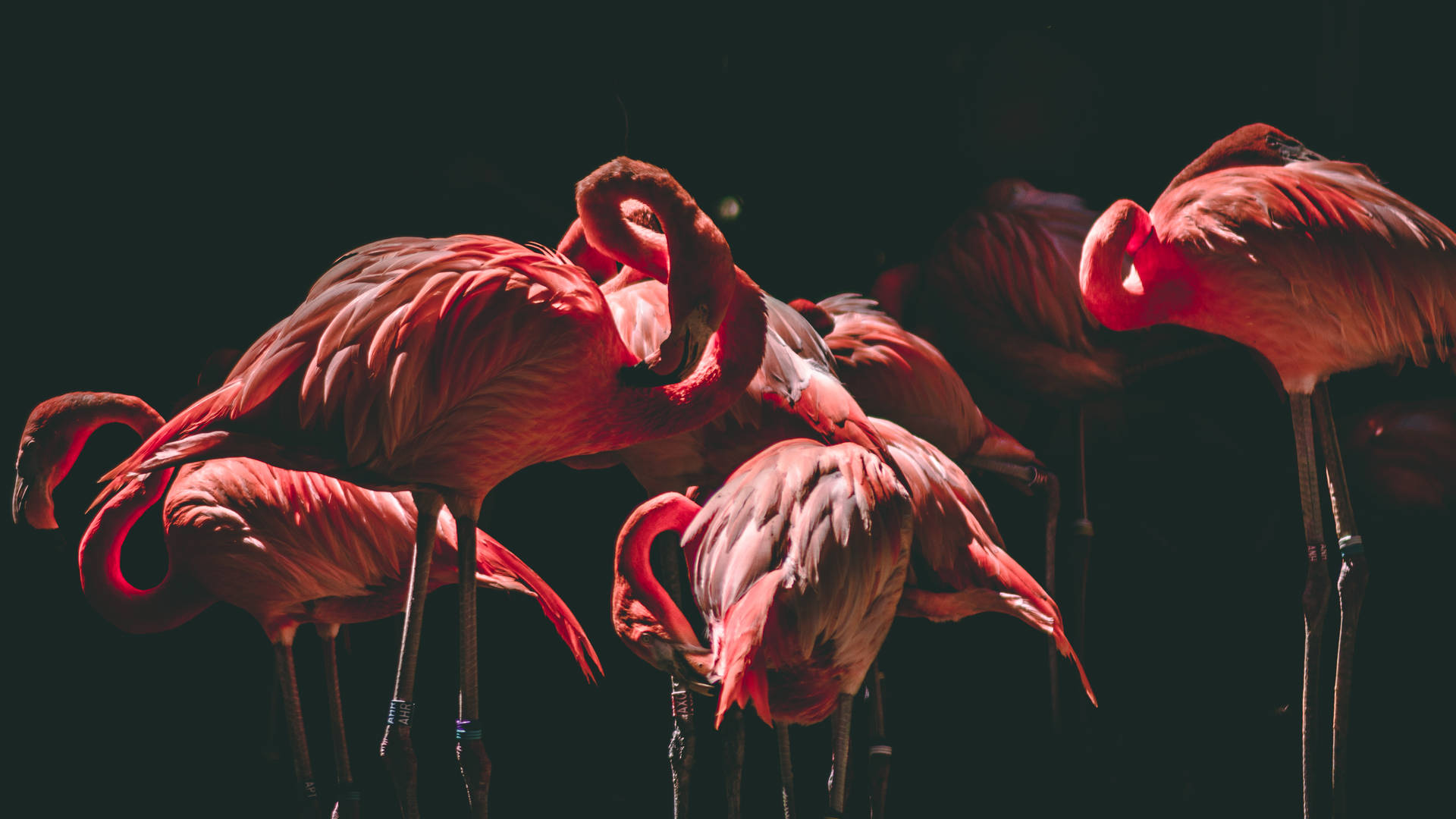 5589X3144 Flamingo Wallpaper and Background