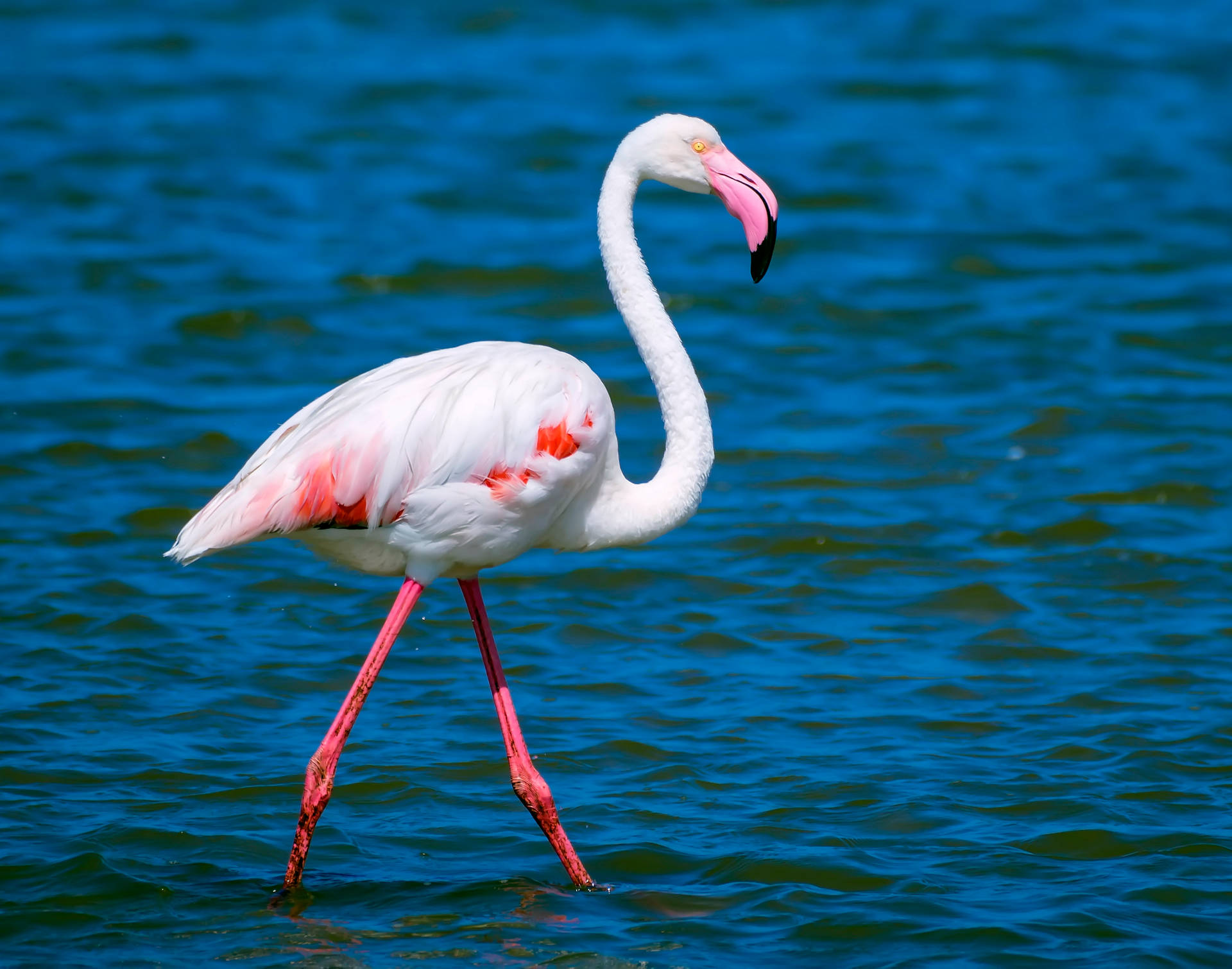 5671X4460 Flamingo Wallpaper and Background